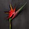 Tropical Bird of Paradise Stem by Ashland®